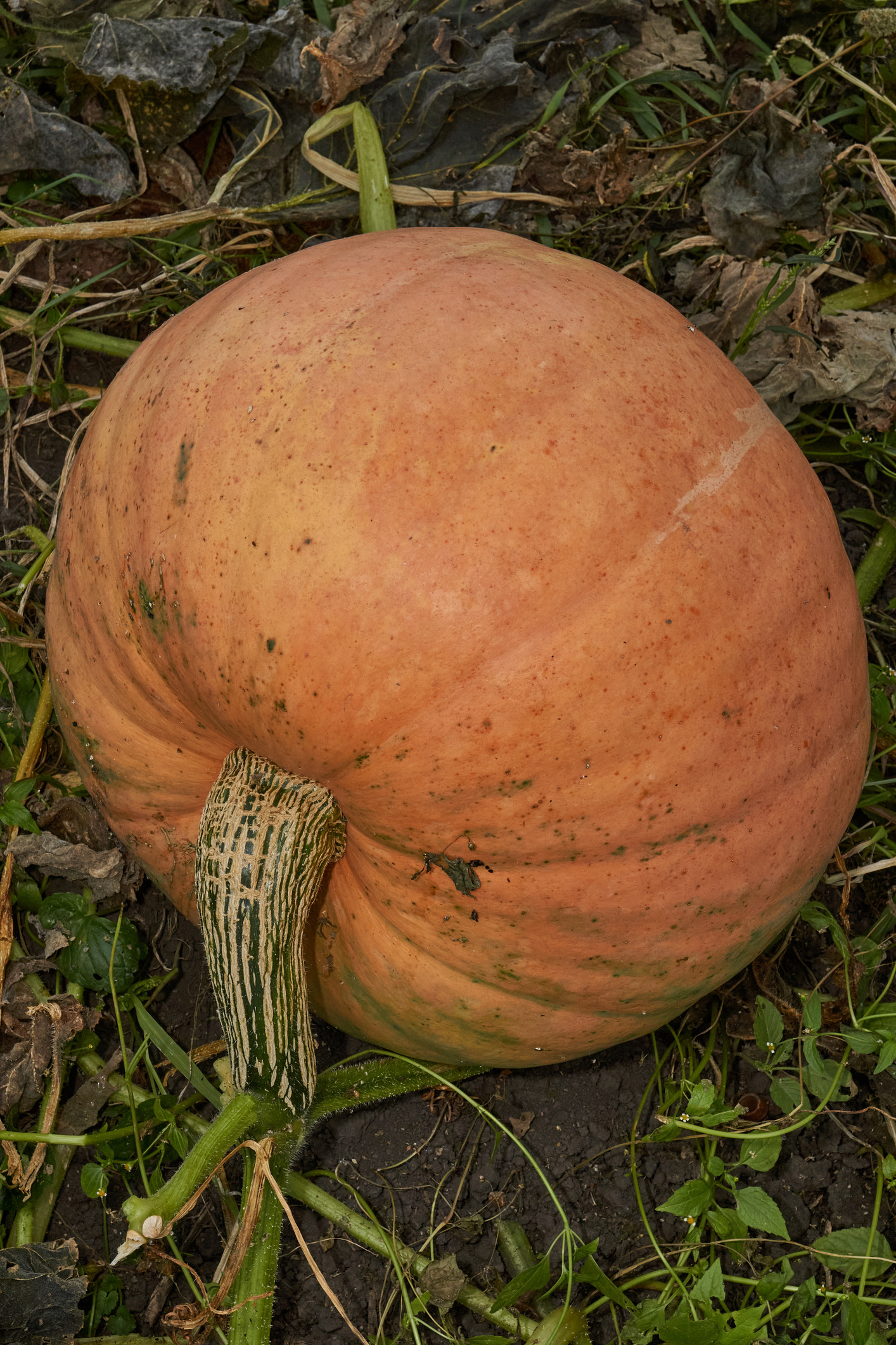 A large ripe pumpkin lies on the ground among the grass and dry leaves.